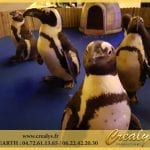 Location pingouin Vidéos Parthenay