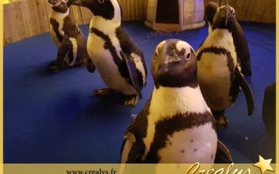 Location pingouin vidéos Onet le Château
