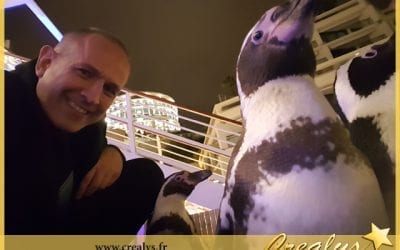 Location pingouin vidéos Cormeilles en Parisis
