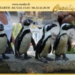 Location pingouin Vidéos Mont Saint Aignan