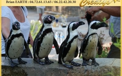 Location pingouin vidéos Saint Cyr sur Loire