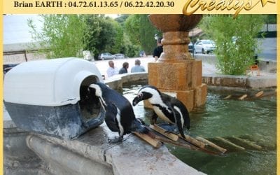 Location pingouin vidéos Aix en Provence