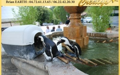 Location pingouin vidéos Charleville Mézières