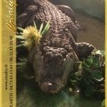 Location alligator Vidéos Neuilly sur Seine