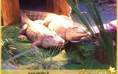 Location alligator vidéos Villeneuve la Garenne