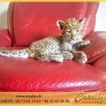 Location léopard Vidéos Maisons Laffitte