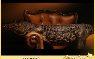 Location crocodile vidéos Annemasse