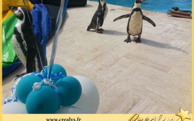 Location pingouin vidéos Cosne Cours sur Loire