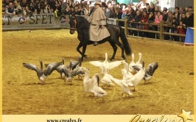 Location cheval vidéos Baugé en Anjou