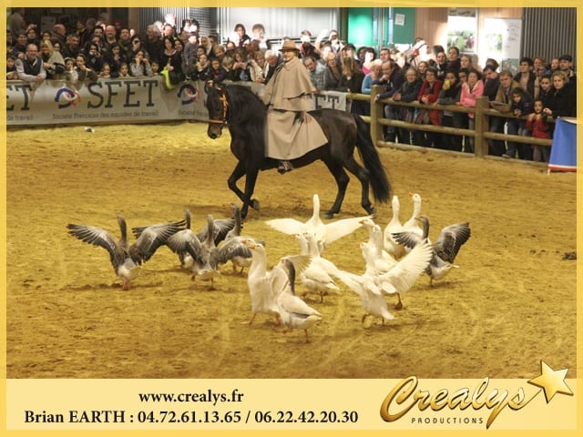 Location cheval vidéos Épinay sur Orge