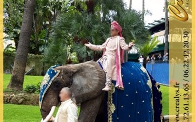 Location éléphant vidéos Le Petit Quevilly