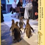 Location pingouin Vidéos Chambéry