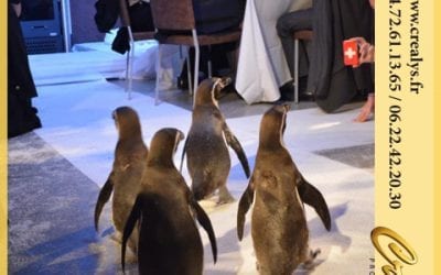 Location pingouin vidéos Villefranche sur Saône