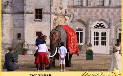 Location éléphant vidéos Coudekerque Branche