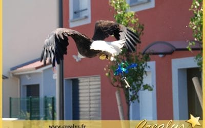 Location aigle vidéos Loire Authion