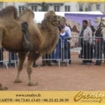 Location chameau Vidéos Beaupréau en Mauges