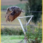 Location hibou Vidéos Bussy Saint Georges