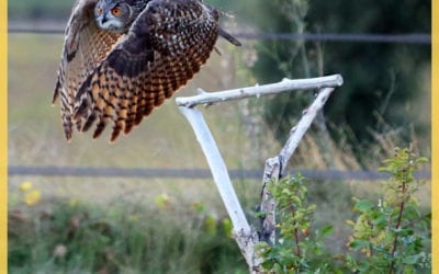 Location hibou vidéos Montigny le Bretonneux