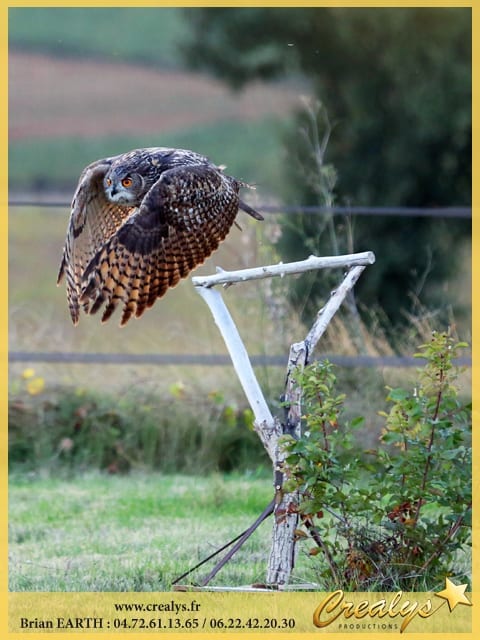 Location hibou vidéos Sallanches