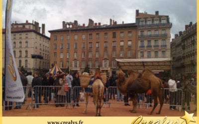 Location chameau vidéos Istres