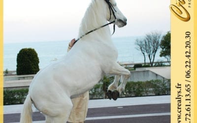 Location cheval vidéos Lisieux