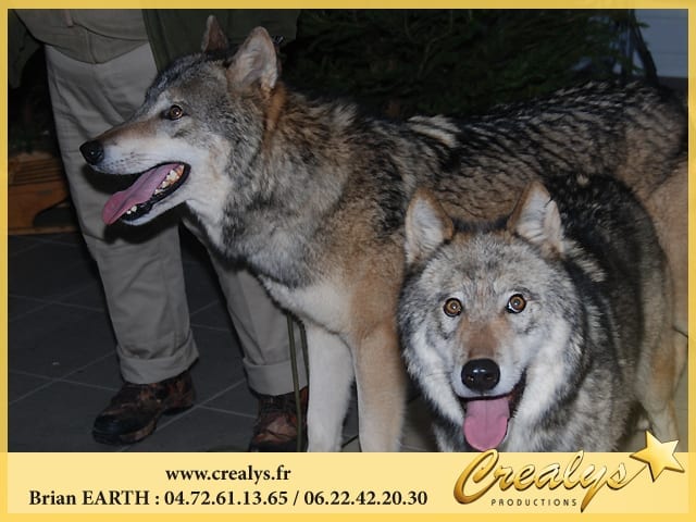 Location loup vidéos Berre l’Étang