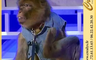 Location singe macaque vidéos Montpellier