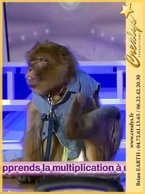 Location singe macaque vidéos Villeneuve d’Ascq