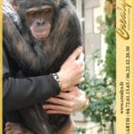 Location chimpanzé Vidéos Mantes la Ville