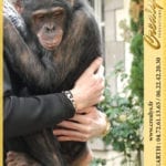 Location chimpanzé Vidéos Courbevoie