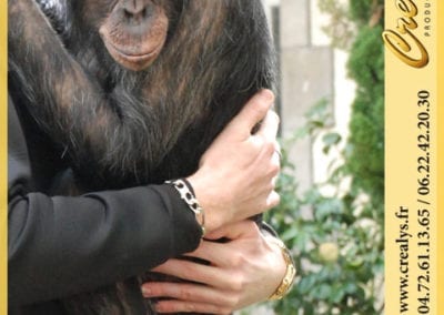 Calin Chimpanzé Singe