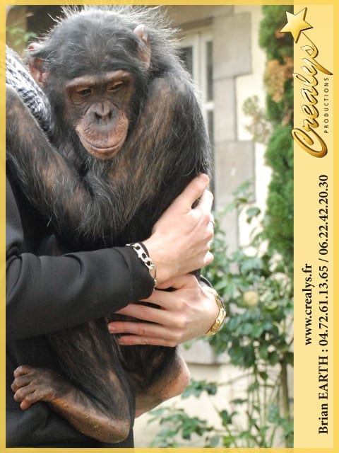 Location chimpanzé vidéos Quimperlé