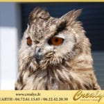 Location hibou Vidéos Cagnes sur Mer