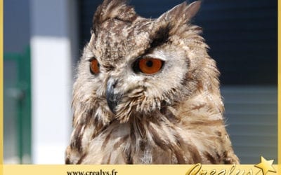 Location hibou vidéos Sèvremoine