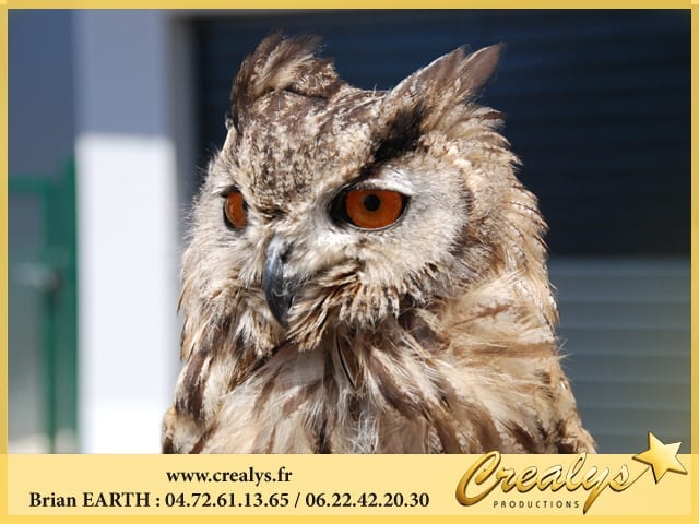 Location hibou vidéos Douai