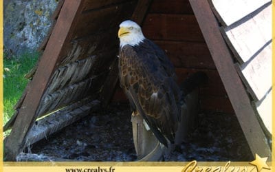 Location aigle vidéos Méricourt