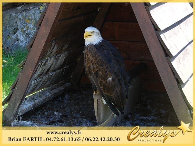 Location aigle vidéos La Chapelle Saint Mesmin