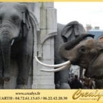Location éléphant Vidéos Bernay