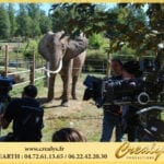 Location éléphant Vidéos La Garde