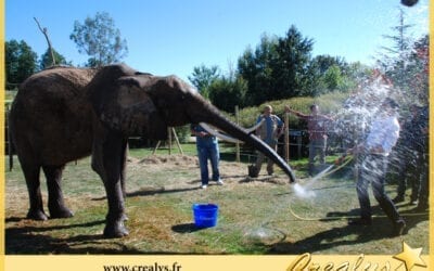 Location éléphant vidéos Loire Authion