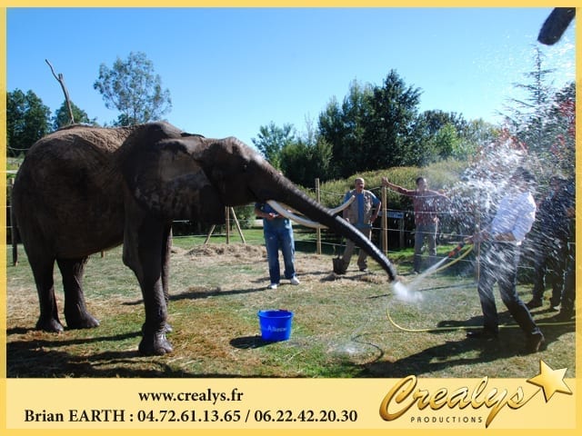 Location éléphant vidéos Châlons en Champagne