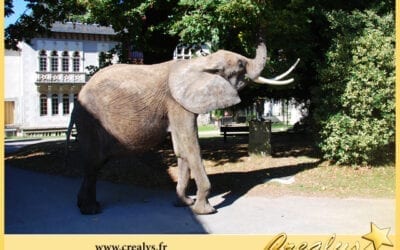 Location éléphant vidéos Caudebec lès Elbeuf