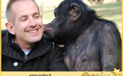 Location chimpanzé vidéos Brest