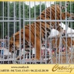 Location tigre Vidéos Châteauroux