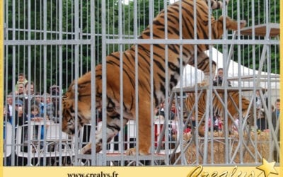 Location tigre vidéos Vandœuvre lès Nancy