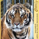 Location tigre Vidéos Le Bouscat