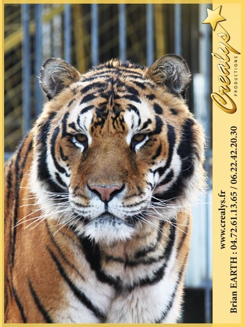 Portrait Location Tigres