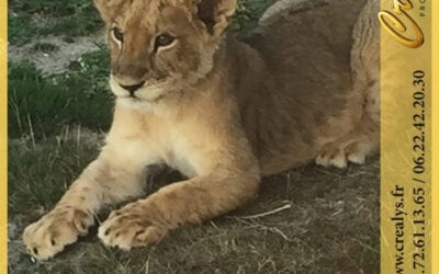 Location lion vidéos Romorantin Lanthenay