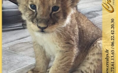 Location lion vidéos Ambarès et Lagrave