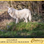 Location loup Vidéos Les Herbiers